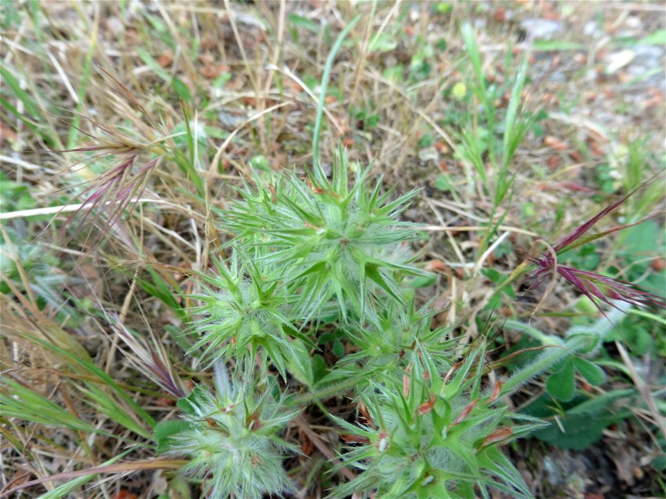 Trifolium arvense L., 1753