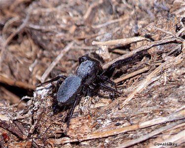 Phidippus octopunctatus