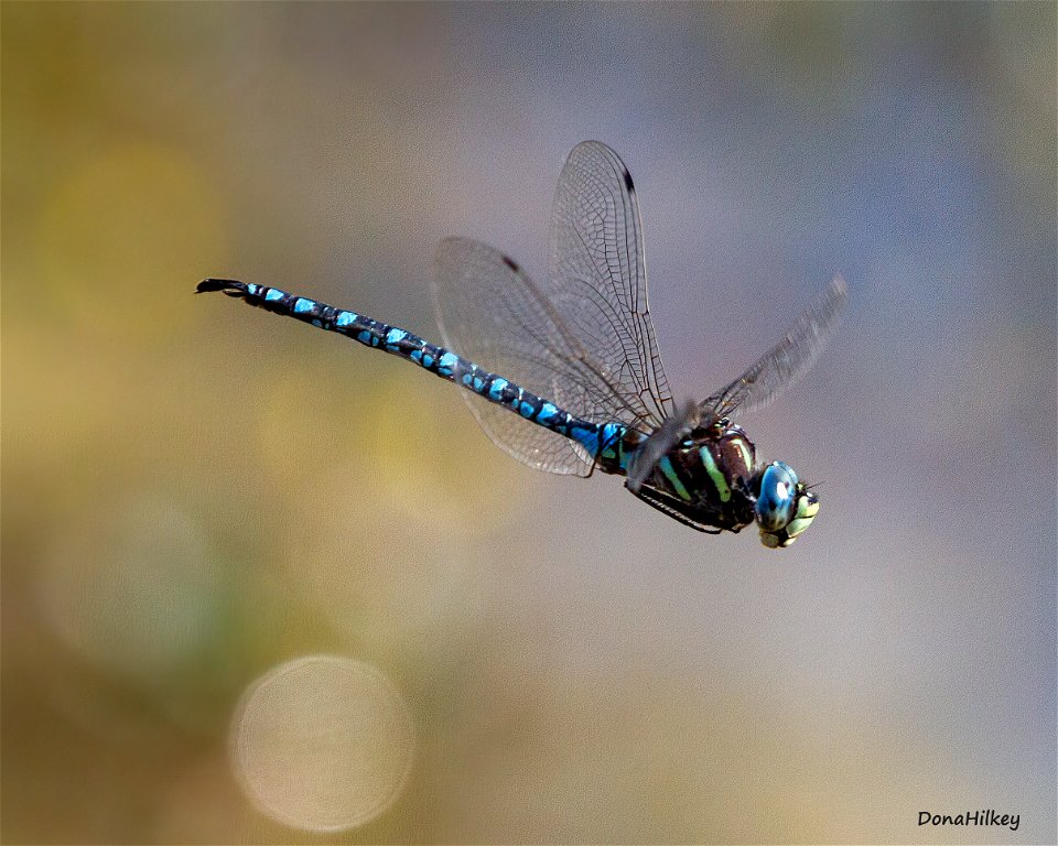 Paddle-tailed Darner