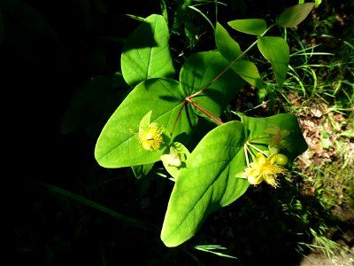 Hypericum androsaemum L., 1753