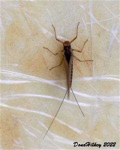 Mayflie to iNat for ID