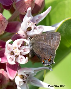 Striped Hairstreak