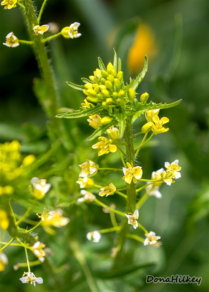 Small Tumbleweed Mustard