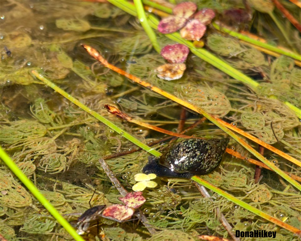 Pond or Melantho Snail Family Limnaeidae