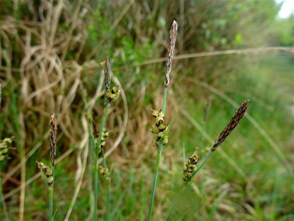 Carex panicea L., 1753