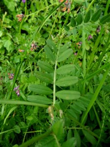 Vicia sepium L., 1753