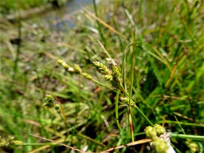 Carex canescens L., 1753