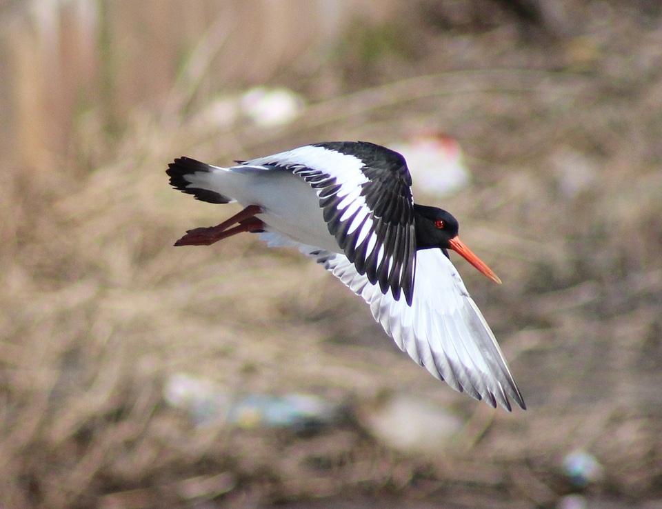 Oystercatcher in flight against a blue sky