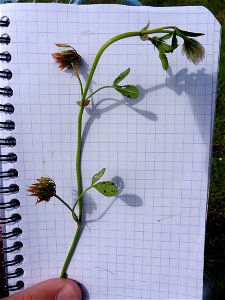 Trifolium michelianum Savi, 1798