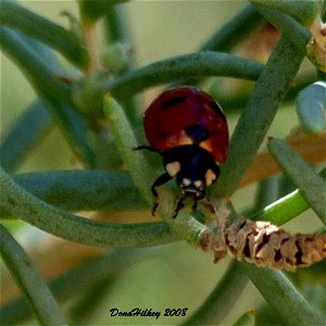 Transverse Lady Beetle
