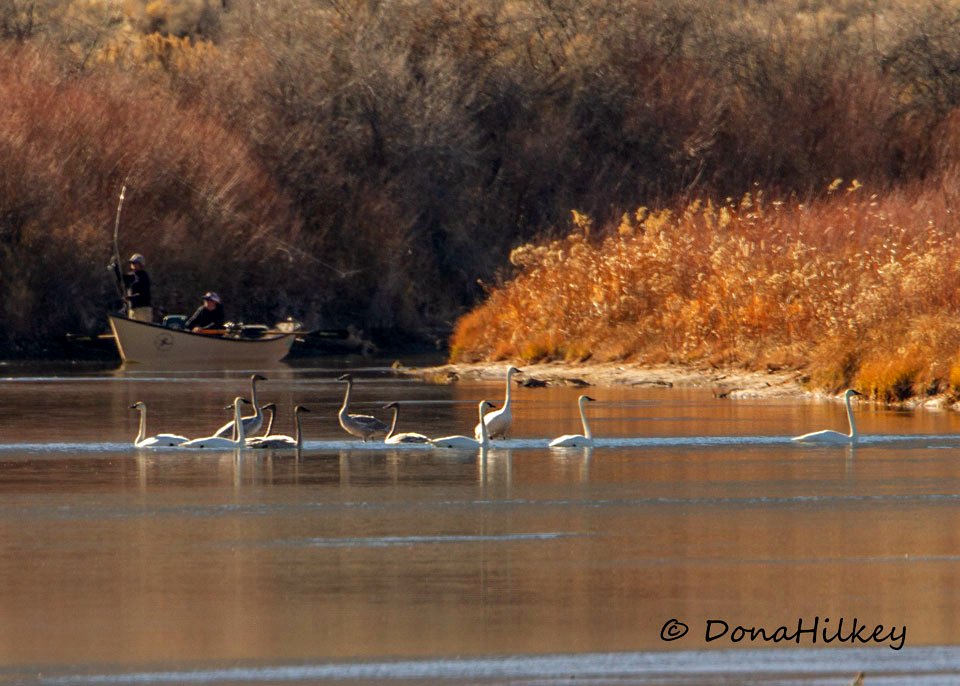 Trumpeter Swans and fishing boat