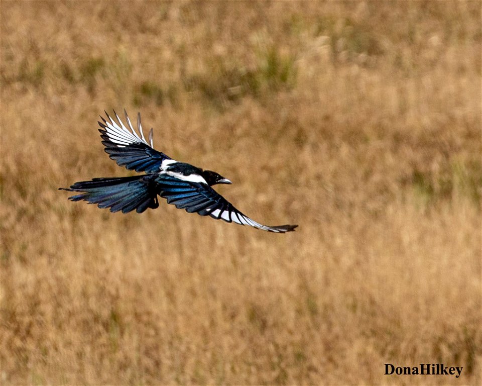 Black-billed Magpie in flight