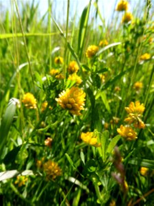 Trifolium patens Schreb., 1804