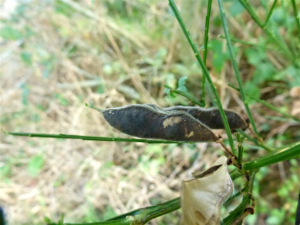 Cytisus scoparius (L.) Link, 1822