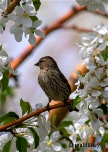 PISI-appleblossoms-17may2929-home-web photo