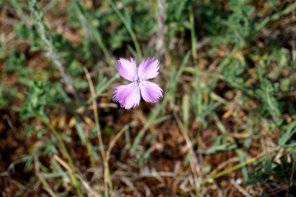 Dianthus gallicus Pers., 1805