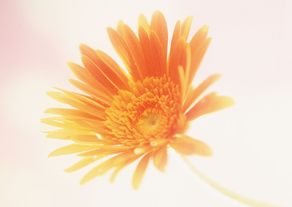 Orange gerbera daisy isolated on white background