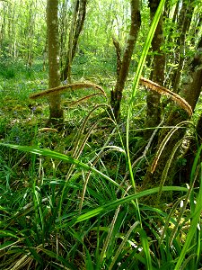 Carex pendula Huds., 1762