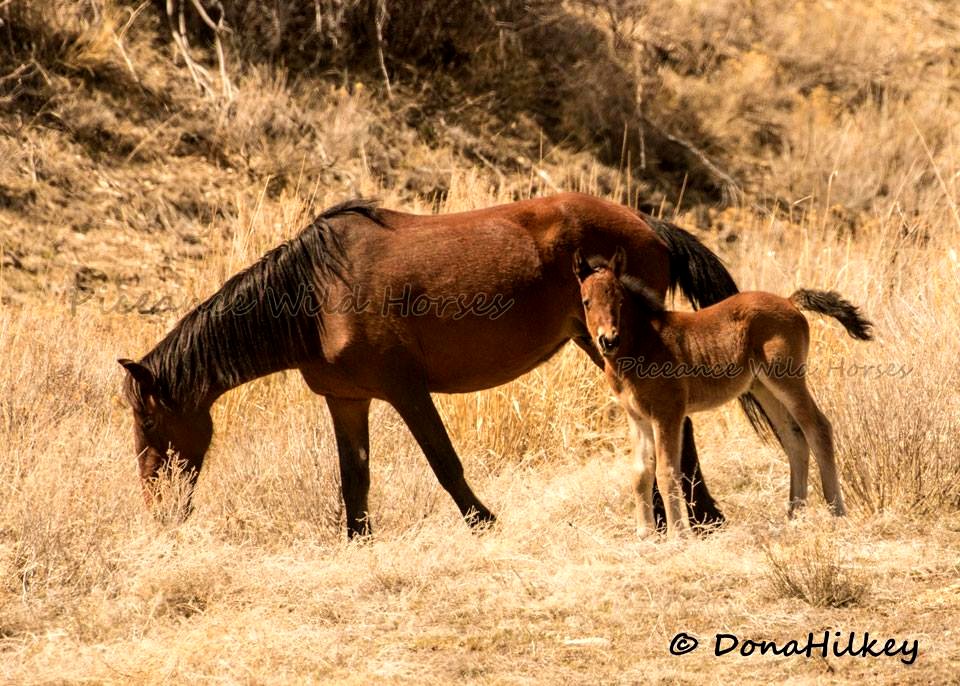 Piceance Wild Horses