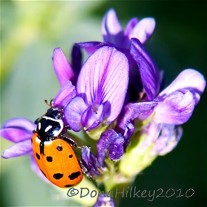 Convergent Lady Beetle
