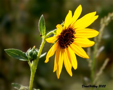 Prairie Sunflower