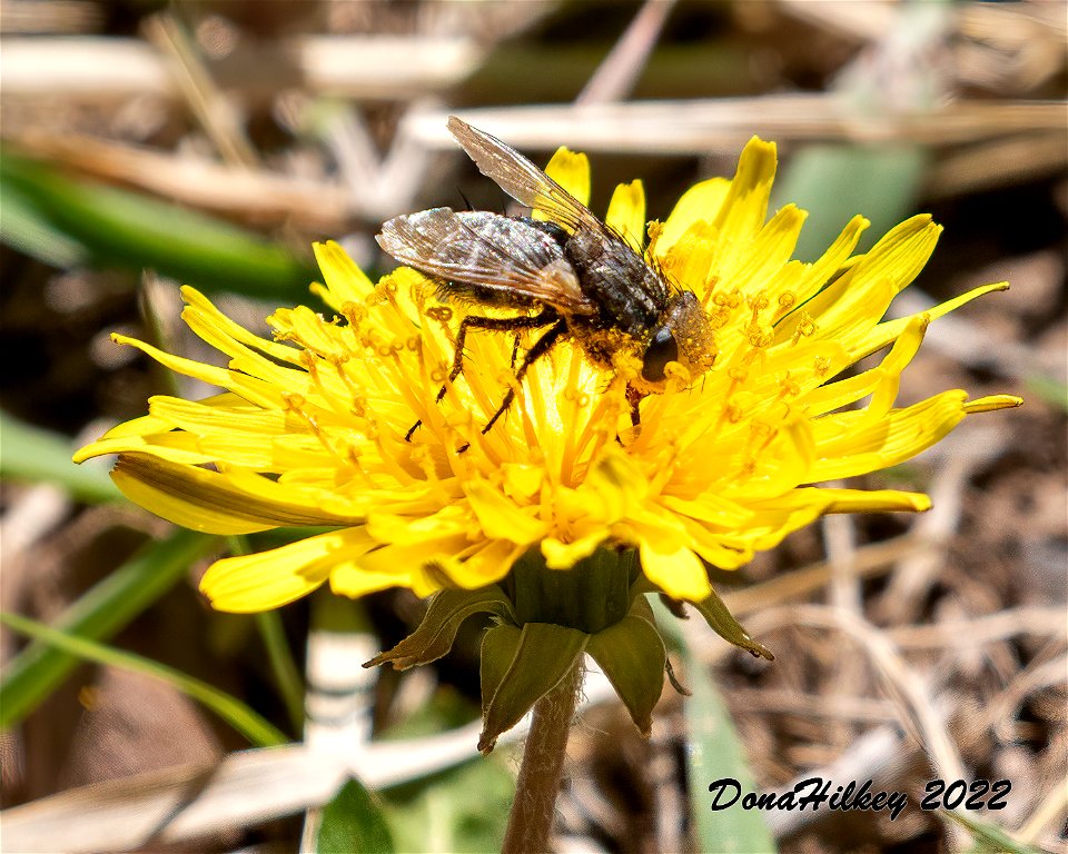 Genus Gonia a member of Bristle Flies