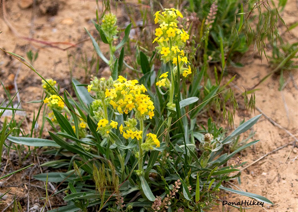 Yellow Cryptantha (Oreocarya-Flava)