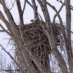 Bald Eagle on nest photo
