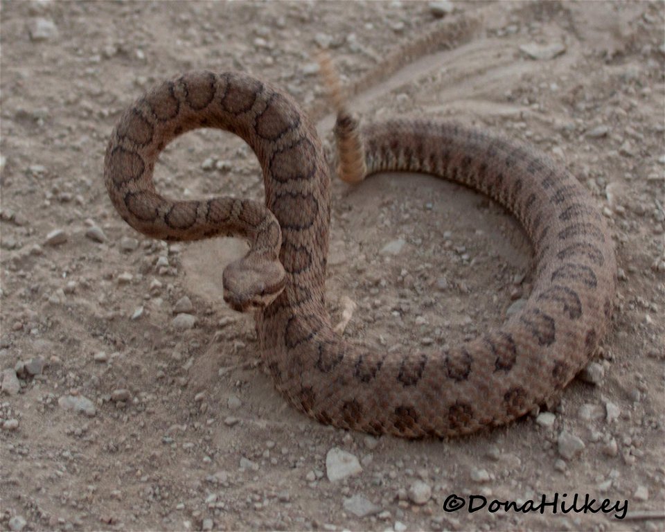 Midget Faded Rattlesnake
