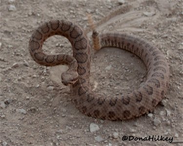 Midget Faded Rattlesnake photo