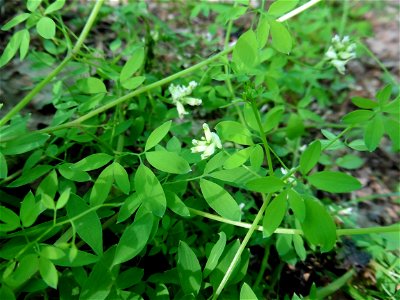 Ceratocapnos claviculata (L.) Lidén, 1984