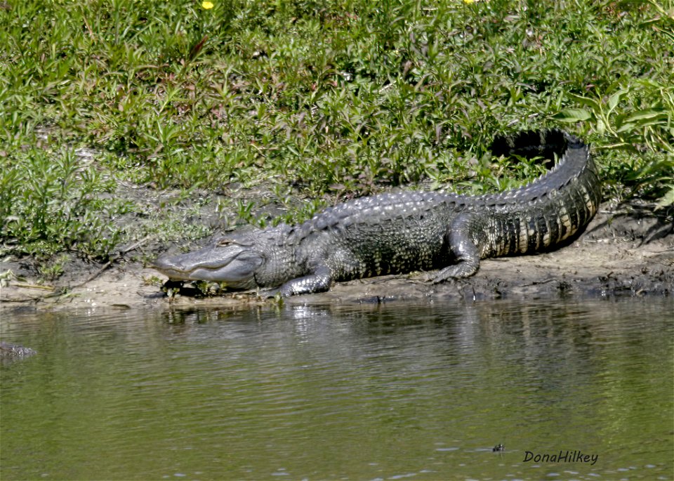 American Alligator