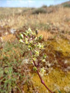 Silene otites (L.) Wibel, 1799