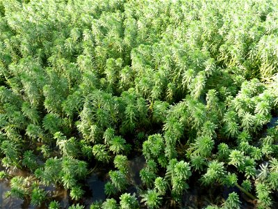 Myriophyllum aquaticum (Vell.) Verdc., 1973
