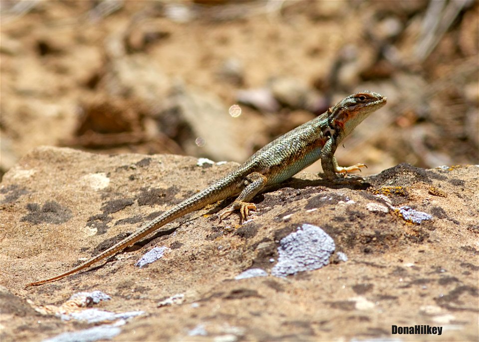 Sagebrush Lizard