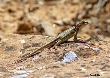 Sagebrush Lizard photo