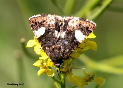 Four-spotted Moth photo