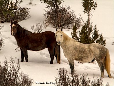 web-Hercules-and-son-in-the-snow-Jan-2019
