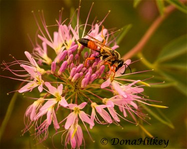 Great Golden Digger Wasp photo