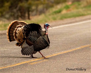 Wild Turkey crossing the road CR 8 April 8, 2017