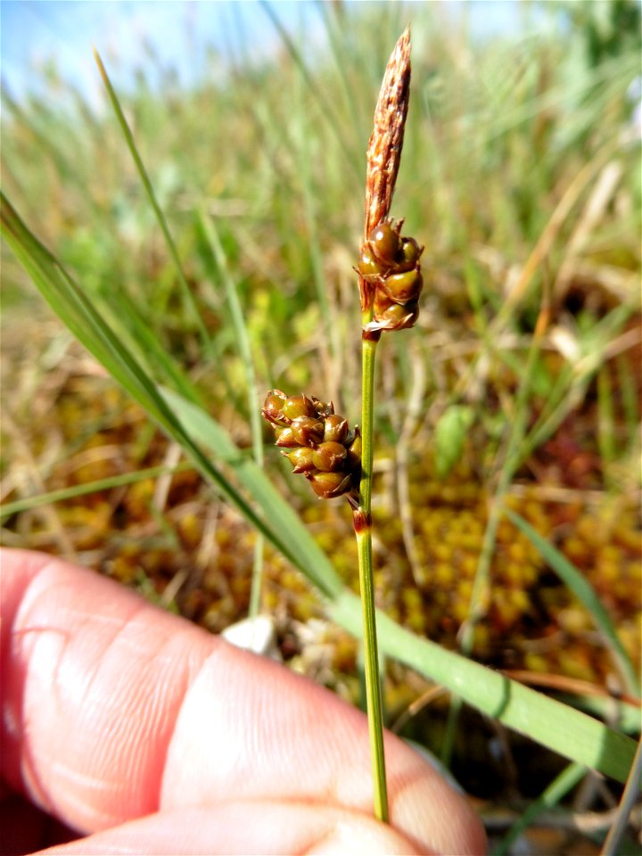 Carex liparocarpos Gaudin, 1804
