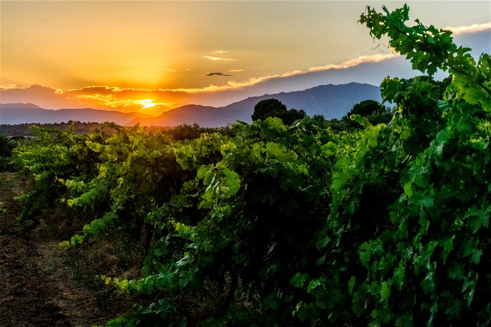 04-07-2018 Posta de sol des de la vinya