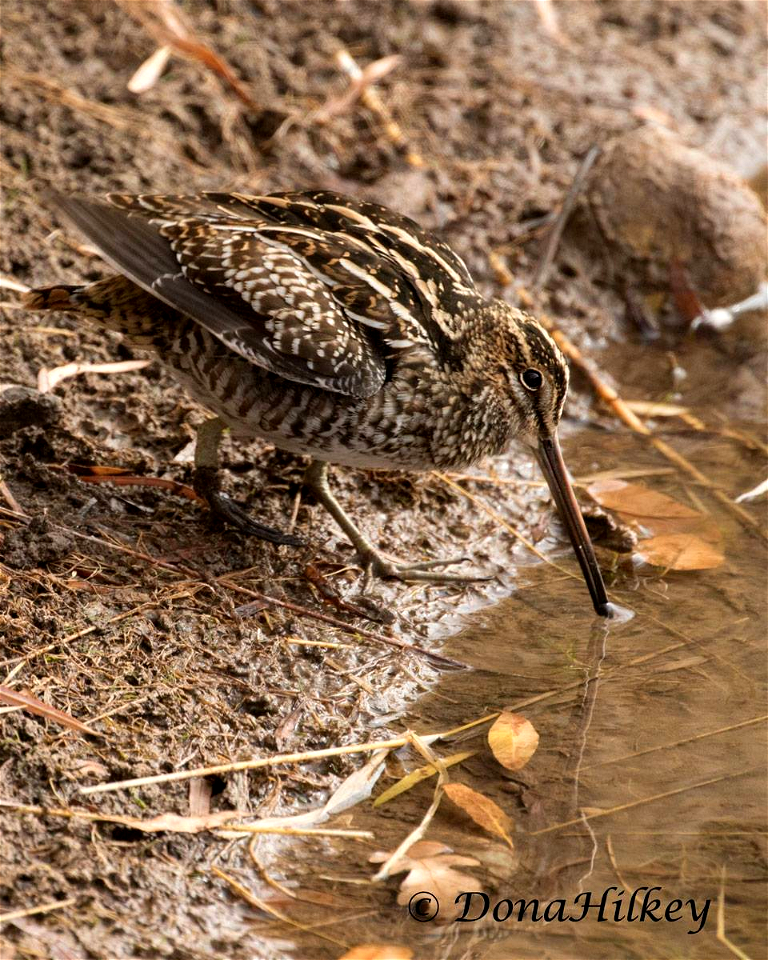 Wilson's Snipe