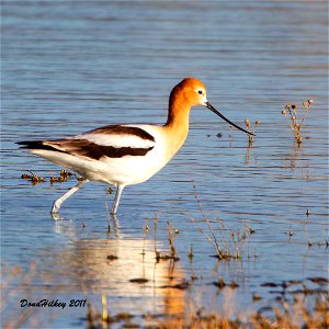 American Avocet