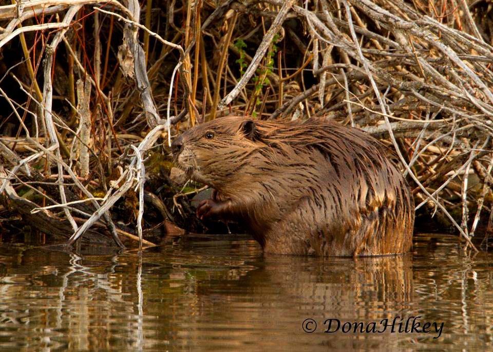 Beaver