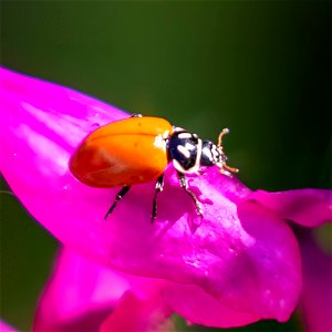Convergent Lady Beetle