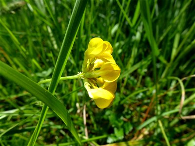 Hippocrepis comosa L., 1753