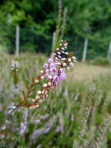 Calluna vulgaris (L.) Hull, 1808
