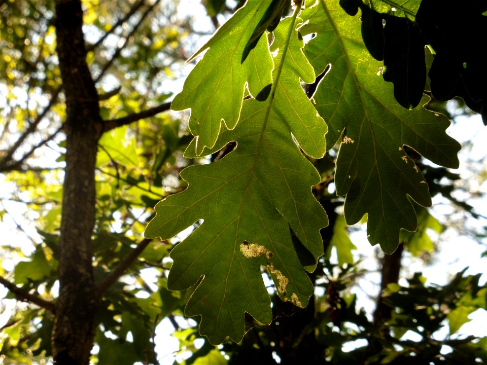 Quercus pubescens Willd., 1805