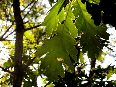 Quercus pubescens Willd., 1805